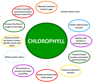 chlorophyll